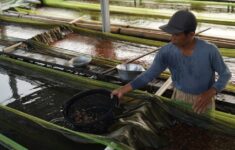 kkp perpres 62025 prioritaskan pembudidaya ikan skala kecil jadi penerima pupuk subsidi nRG4