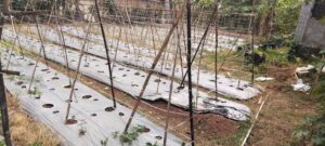 Sawah di Sejumlah Desa Alami Kekeringan Parah: DPKP Ngaku Sibuk Agenda HUT Kabupaten Tangerang 2 IMG 20261015 WA0023